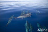 Atlantic Spotted Dolphin (Stenella frontalis )