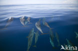 Atlantic Spotted Dolphin (Stenella frontalis )