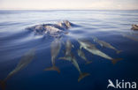 Atlantic Spotted Dolphin (Stenella frontalis )