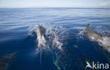 Atlantic Spotted Dolphin (Stenella frontalis )