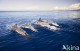 Atlantic Spotted Dolphin (Stenella frontalis )