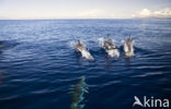 Atlantic Spotted Dolphin (Stenella frontalis )