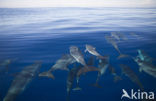 Atlantic Spotted Dolphin (Stenella frontalis )