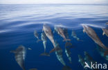 Atlantic Spotted Dolphin (Stenella frontalis )