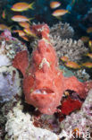 Painted frogfish