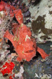 Painted frogfish