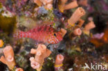 Gevlekte koraalklimmer (Cirrhitichthys oxycephalus)