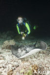 Black-spotted stingray (Taeniura meyeni) 