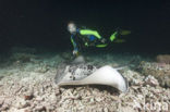 Black-spotted stingray (Taeniura meyeni) 