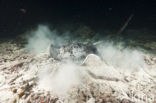 Black-spotted stingray (Taeniura meyeni) 