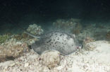 Black-spotted stingray (Taeniura meyeni) 