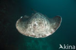 Black-spotted stingray (Taeniura meyeni) 