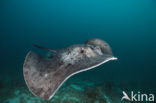 Black-spotted stingray (Taeniura meyeni) 