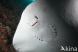 Black-spotted stingray (Taeniura meyeni) 