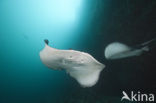 Black-spotted stingray (Taeniura meyeni) 