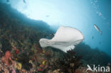 Black-spotted stingray (Taeniura meyeni) 