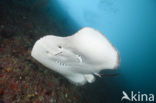 Black-spotted stingray (Taeniura meyeni) 