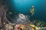 Black-spotted stingray (Taeniura meyeni) 