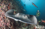 Black-spotted stingray (Taeniura meyeni) 