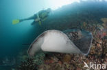 Black-spotted stingray (Taeniura meyeni) 