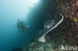 Black-spotted stingray (Taeniura meyeni) 