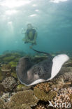 Black-spotted stingray (Taeniura meyeni) 