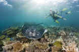 Black-spotted stingray (Taeniura meyeni) 