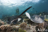 Black-spotted stingray (Taeniura meyeni) 