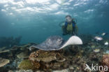 Black-spotted stingray (Taeniura meyeni) 