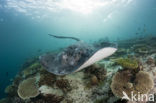 Black-spotted stingray (Taeniura meyeni) 