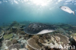 Black-spotted stingray (Taeniura meyeni) 