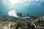 Black-spotted stingray (Taeniura meyeni) 