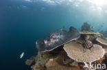 Black-spotted stingray (Taeniura meyeni) 