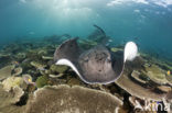 Black-spotted stingray (Taeniura meyeni) 