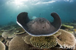 Black-spotted stingray (Taeniura meyeni) 