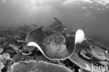 Black-spotted stingray (Taeniura meyeni) 