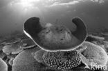 Black-spotted stingray (Taeniura meyeni) 