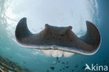 Black-spotted stingray (Taeniura meyeni) 