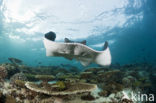 Black-spotted stingray (Taeniura meyeni) 