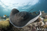 Black-spotted stingray (Taeniura meyeni) 