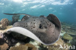 Black-spotted stingray (Taeniura meyeni) 