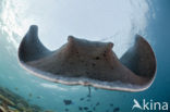 Black-spotted stingray (Taeniura meyeni) 