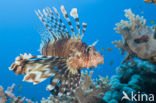 Gewone Koraalduivel (Pterois volitans)