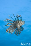 lionfish (Pterois volitans)