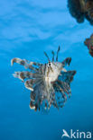 lionfish (Pterois volitans)