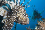 Gewone Koraalduivel (Pterois volitans)