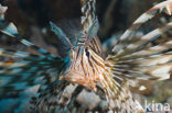 lionfish (Pterois volitans)