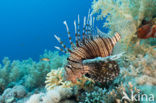 Gewone Koraalduivel (Pterois volitans)