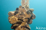 Gewone Mossel (Mytilus edulis)