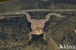 Common Toad (Bufo bufo)